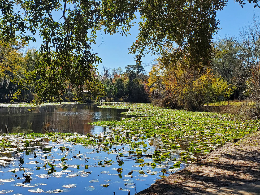 🎤 Artisan Spotlight: Jose Brignoni